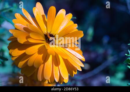 Lebendige goldorange gemeine Topf Ringelblumenblüten im Mondlicht, kühles Licht Nahaufnahme gegen dunkelblau und grün verschwommen Hintergrund Stockfoto