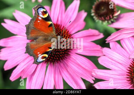 Peacock Butterfly Nektar Aglais io auf Purple Coneflower Butterfly auf Blume Fütterung Nektar Stockfoto