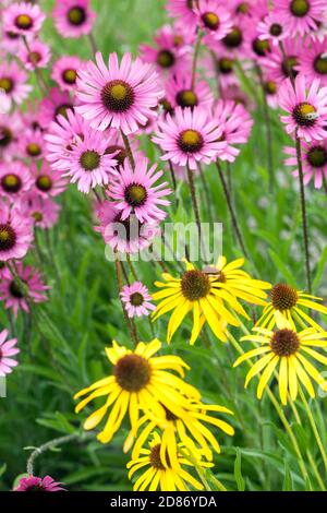 Pink Echinacea tennesseensis Gelb Echinacea paradoxa Gartenblumen Rosa Gelb Coneflower Gelb Coneflower Echinacea Blüten Juni Sommer Stockfoto