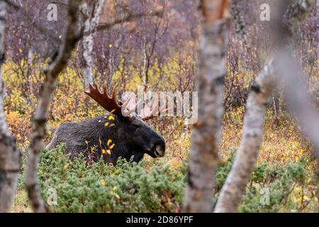 Großer Bullenelch mit großem Geweih im Sarek Nationalpark, Schweden Stockfoto