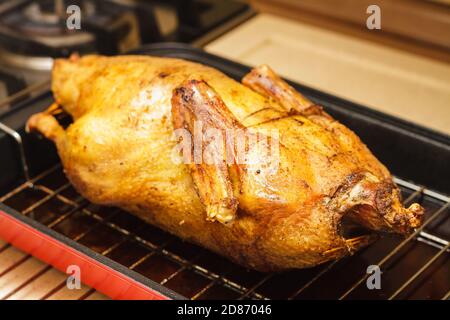 Im Ofen geröstete Ente in einer tiefen Pfanne mit Grillrost, zubereitetes Essen für das Feiertagsessen, selektiver Fokus Stockfoto