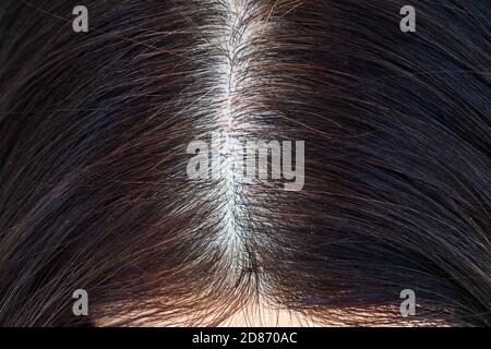 Frauenkopf mit grauen Haaren, Nahaufnahme von nachwuchenden Wurzeln, Draufsicht. Stockfoto