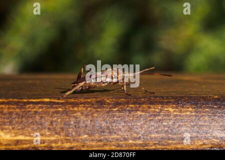 Westlicher Nadelbaumkäfer, Leptoglossus occidentalis auf Holzbrett Stockfoto