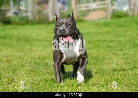 Blaue Haare American Staffordshire Terrier Hund läuft Stockfoto
