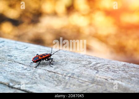 Rückansicht von Feuerbug, Pyrrhocoris apterus auf Holzstamm. Kopierbereich, selektiver Fokus Stockfoto