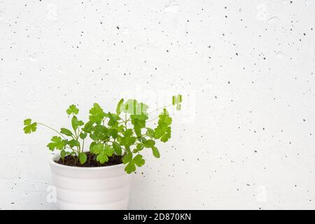 Micro Greens wächst in weißen Topf, Petersilie Sprossen auf weißem Beton Wand Hintergrund. Speicherplatz kopieren. Stockfoto