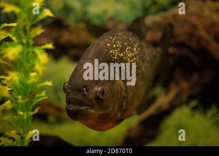 Piranha in einem Aquarium auf einem Hintergrund von grünen Pflanzen. Stockfoto