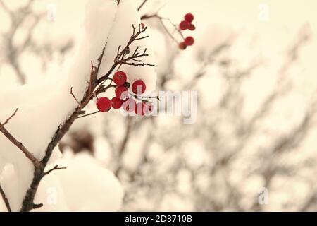 Nützlich für Ihre Gesundheit. Vogelbeere twig im Schnee. winter Berry. Beeren der roten Asche. Winter Hintergrund. Frosted rote Beeren. Red Rowan im Raureif. Weihnachten Rowan berry Branch. Weißdorn-Beeren Bündel. Stockfoto