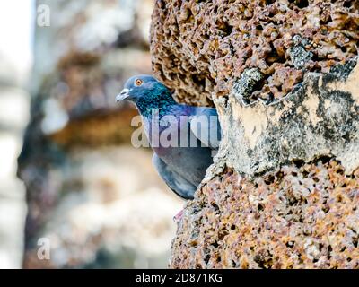 Vogel auf Zweig, digitales Foto Bild als Hintergrund Stockfoto