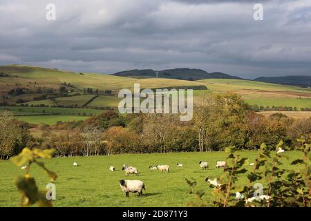 Land in der Nähe von Franksbridge, Radnorshire, Powys, Wales, Großbritannien, Großbritannien, Großbritannien, Europa Stockfoto