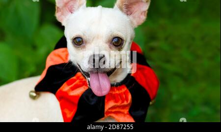 Ein witzig aussehender Hund trägt es ist Halloween Kostüm machen Ein dummes Gesicht Stockfoto