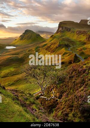 Baum, der am Quiraing auf der Isle of Skye, Schottland, Großbritannien, aus den Bergen wächst. Stockfoto