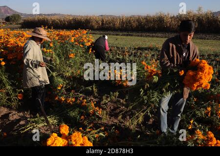 Puebla, Mexiko. Oktober 2020. Bauern ernten am 26. Oktober 2020 im mexikanischen Bundesstaat Puebla cempasuchil (mexikanische Ringelblume) Blumen. Die Cempasuchil Blume wird in Mexiko verwendet, um den Tag der Toten zu feiern. Quelle: David Peinado/Xinhua/Alamy Live News Stockfoto