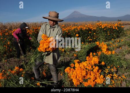 Puebla, Mexiko. Oktober 2020. Bauern ernten am 26. Oktober 2020 im mexikanischen Bundesstaat Puebla cempasuchil (mexikanische Ringelblume) Blumen. Die Cempasuchil Blume wird in Mexiko verwendet, um den Tag der Toten zu feiern. Quelle: David Peinado/Xinhua/Alamy Live News Stockfoto