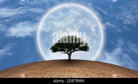 Grüner Baum in trockenem Land Stockfoto