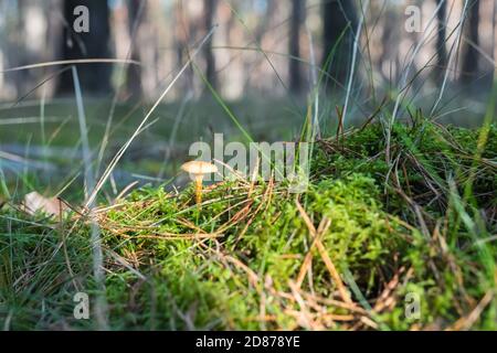 Falsche Pfifferlinge auf einer sonnigen Oberfläche im Wald Stockfoto