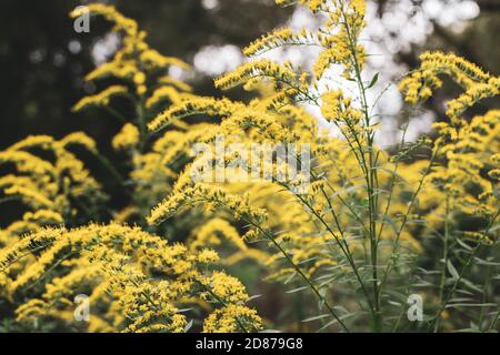 Die wilden Blüten von Solidago canadensis oder später Goldrute. Selektiver Fokus. State Blume der US-Bundesstaaten Kentucky und Nebraska Stockfoto