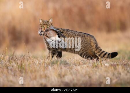 Wilde europäische Wildkatze hält toten Vogel im Mund im Herbst. Stockfoto