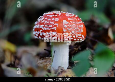 Agarie oder Amanita fliegen (Amanita muscaria) Der rot-weiß gefleckte Pilz ist wohl der ikonischste Toadstool Art Stockfoto