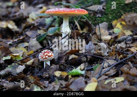 Ein Paar Fliege agaric oder Fliege amanita (Amanita muscaria) Der rotweiß gefleckte Pilz ist ein neuer Ound ein reifer Stockfoto