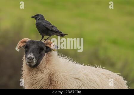 Cumbria, Großbritannien. Oktober 2020. Wetter in Großbritannien. Ein grauer Tag mit anhaltendem Regen und starken Winden, ein Carrion Crow thront auf einem Schaf von der Cumbrian Coast. Kredit:greenburn/Alamy Live Nachrichten. Stockfoto