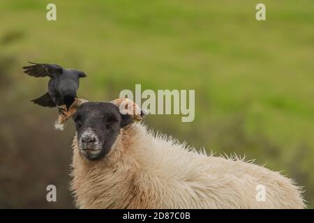 Cumbria, Großbritannien. Oktober 2020. Wetter in Großbritannien. Ein grauer Tag mit anhaltendem Regen und starken Winden, ein Carrion Crow thront auf einem Schaf von der Cumbrian Coast. Kredit:greenburn/Alamy Live Nachrichten. Stockfoto