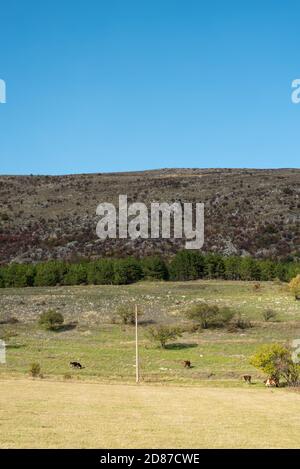 Reisende Herbst Abenteuer Schäferhund Lone minimal im Gras mit Blick auf große Rock Hill bunte Bäume orange gelb grün blau Stockfoto