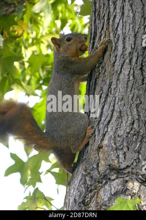 South Pasadena, Kalifornien, USA 26. Oktober 2020 EIN allgemeiner Blick auf die Atmosphäre von Eichel am 26. Oktober 2020 in South Pasadena, Kalifornien, USA. Foto von Barry King/Alamy Stockfoto Stockfoto