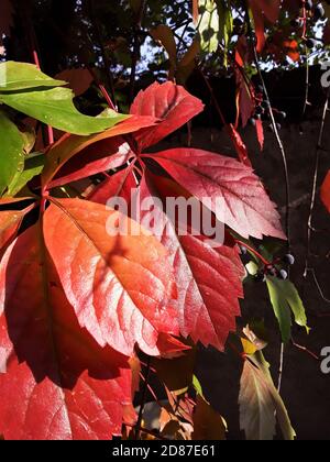 Rote, orange, gelbe und grüne Efeu-Blätter in der Sonne. Ivy geht im Herbst. Stockfoto