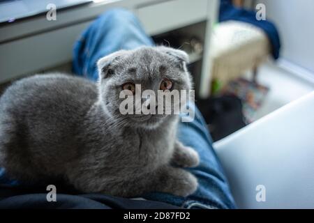 Scottish Fold Kätzchen sitzt auf den Knien Stockfoto