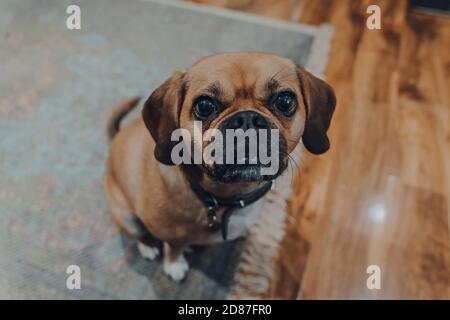 Hochwinkelporträt eines Puggles, der zu Hause auf einem Boden sitzt und die Kamera anschaut. Stockfoto