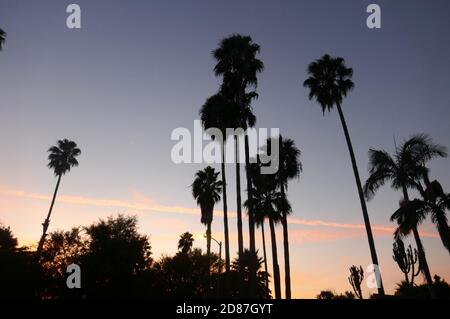 South Pasadena, Kalifornien, USA 26. Oktober 2020 EINE allgemeine Ansicht der Atmosphäre von Sonnenuntergang und Palmen am 26. Oktober 2020 in South Pasadena, Kalifornien, USA. Foto von Barry King/Alamy Stockfoto Stockfoto