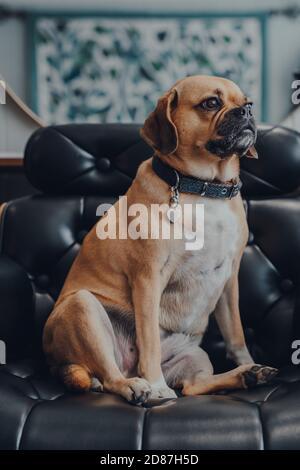 Porträt eines niedlichen Puggle Hund sitzt in einem schwarzen Lederstuhl, Blick zur Seite, flachen Fokus. Stockfoto