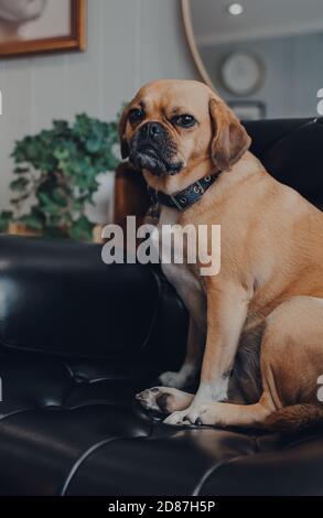Porträt eines niedlichen Puggle Hund sitzt in einem schwarzen Lederstuhl zu Hause, Blick auf die Kamera, flachen Fokus. Stockfoto