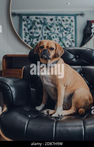 Porträt eines niedlichen Puggle Hund sitzt in einem schwarzen Lederstuhl zu Hause, Blick auf die Kamera, selektive Fokus. Stockfoto