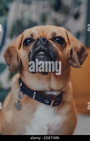Nahaufnahme eines Puggle-Hundes, selektiver Fokus auf die Augen, Blick auf die Kamera. Stockfoto