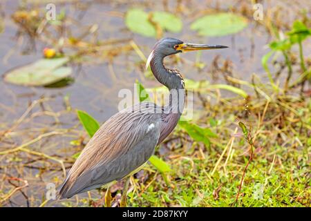 Tricolored Heron auf einem Feuchtgebiet Teich in Shark Valley in Everglades National Park in Florida Stockfoto