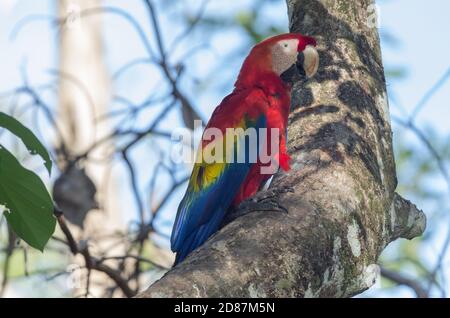 Scharlachrote Aras (Ara macao). Bild aufgenommen in Chiriqui, Panama. Der scharlachrote Ara ist der Nationalvogel von Honduras. Stockfoto