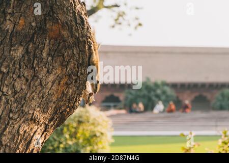 Zwei Eichhörnchen kommen den Baumstamm auf der Suche nach Essen im Agra Fort Stockfoto