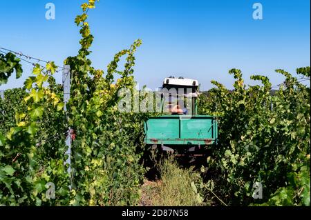 Sammeln der Weinlese im Weinberg auf dem kleinen Auto Stockfoto