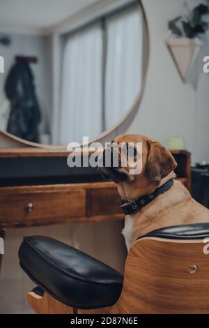 Porträt eines niedlichen Puggle Hund sitzt in einem schwarzen Lederstuhl vor einem Spiegel, Blick zur Seite, flachen Fokus. Stockfoto