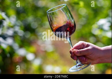Hand hält Glas mit Rotwein neben Trauben im Weinberg Stockfoto