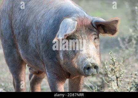 Nahaufnahme der Kopf eines Schweins, ist auf der Suche nach Nahrung in einer Wiese Stockfoto