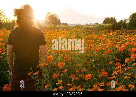 Junger Mann auf dem Blumenfeld von cempasuchil (Tag des Todes) In Mexiko Stockfoto