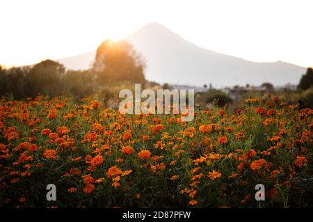 Goldene Stunde auf dem Blumenfeld von cempasuchil (Tag des Todes) In Mexiko Stockfoto