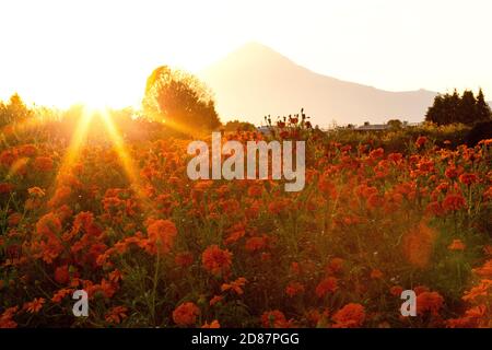 Sonnenuntergang auf dem Blumenfeld von Cempasuchil (Tag des Todes) In Mexiko Stockfoto