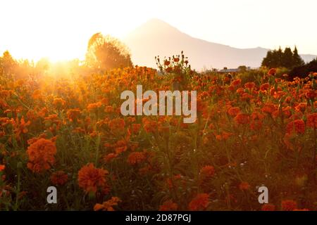 Sonnenuntergang auf dem Blumenfeld von Cempasuchil (Tag des Todes) In Mexiko Stockfoto