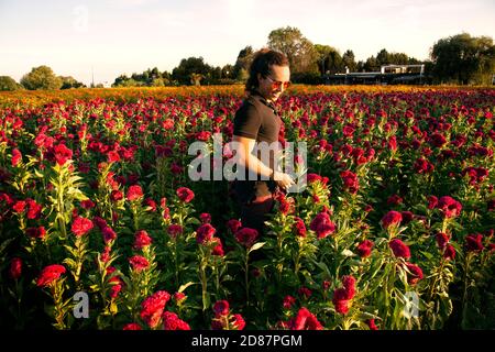 Junger Mann mit schwarzem Polo auf einem cempasuchil Blumenfeld Bei Sonnenuntergang Stockfoto