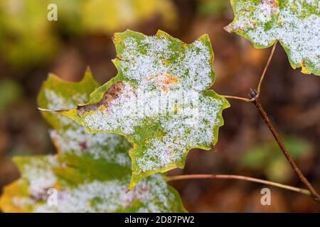 Der Herbst verschneit im Crapo Park in Burlington, Iowa Stockfoto