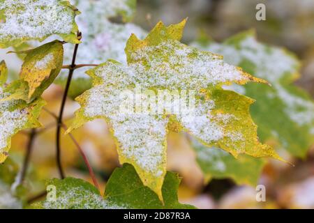 Der Herbst verschneit im Crapo Park in Burlington, Iowa Stockfoto